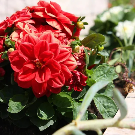 公寓 By The Sea Pomena, Mljet - 10426